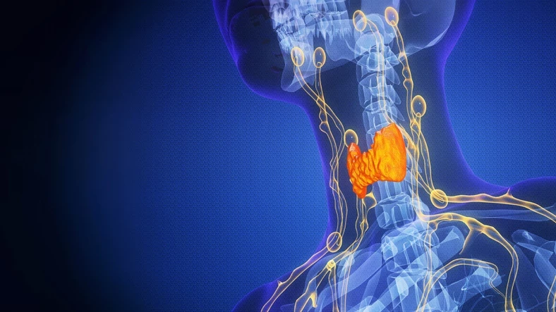 ​Yetişkinlikte İşlevsiz Sanılıyordu: Uzun Yaşamın Anahtarı Bu Küçük Organda Saklı!