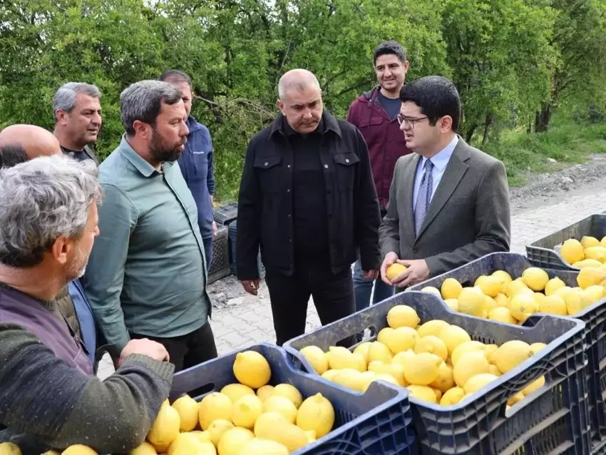 Hatay’da 50 Bin Dekarlık Limon Hasadı Başladı: Arsuz Ekonomisine Can Veriyor