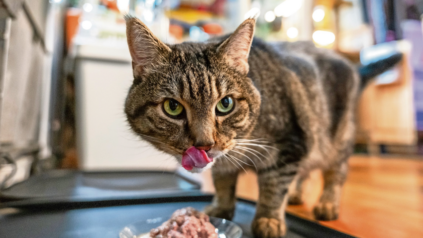 Avrupa Birliği’nden Evcil Hayvan Seyahatine Yeni Kısıtlama