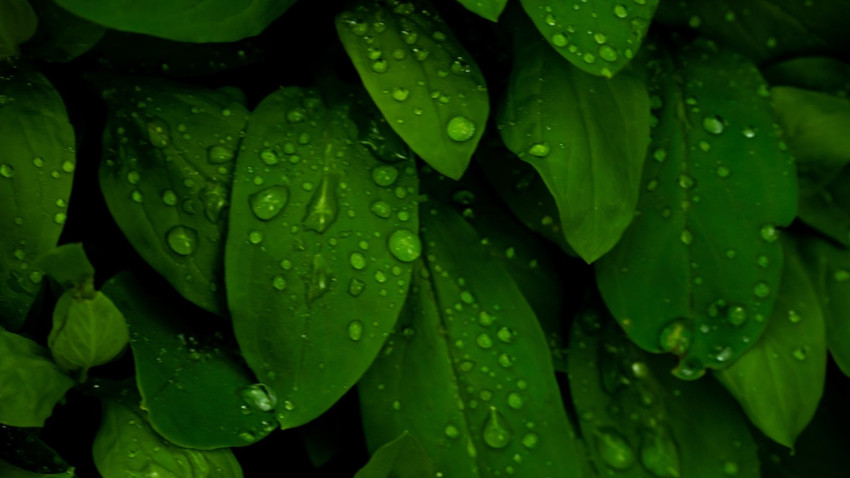 Yağmurun Titreşimi Tohumları Harekete Geçiriyor