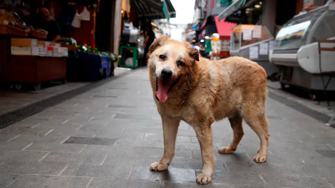 Sokak Köpeklerinin Toplanması Ekimde Tamamlanacak